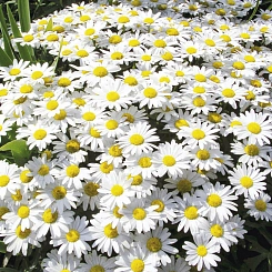 Нивяник наибольший 'Дварф Сноу Леди'