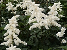 Астильба японская 'Дойчланд' (белая)