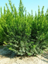 Тис средний 'Гроенланд'