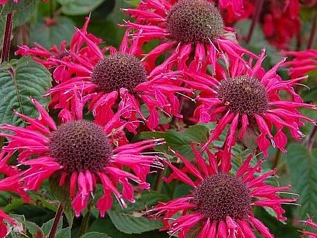 Монарда двойчатая (гибридная) 'Би-Хэппи'