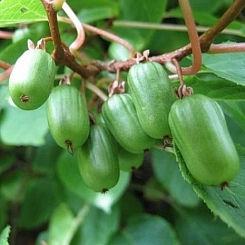 Актинидия Коломикта 'Ленинградская крупная'