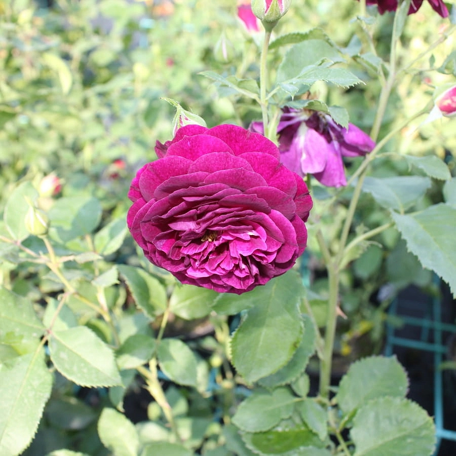 Роза 'Эбб Тайд' (флорибунда) (фиолетовая)