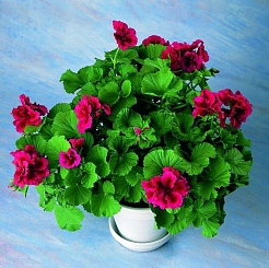 Пеларгония плющелистная (кашпо)