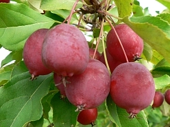 Яблоня декоративная 'Долго' (китайка) Яблоня декоративная 'Долго' (китайка)