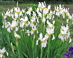 Ирис сибирский 'Сноу Квин' Ирис сибирский 'Сноу Квин'