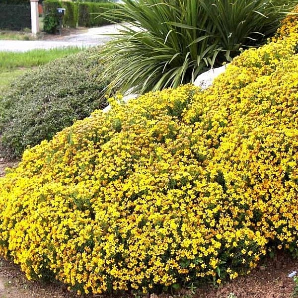 Дрок красильный 'Роял Голд'