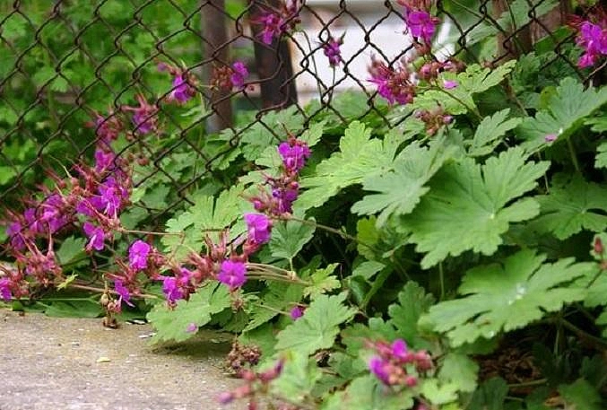 Герань далматская