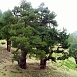 Сосна Черная (Pinus nigra)