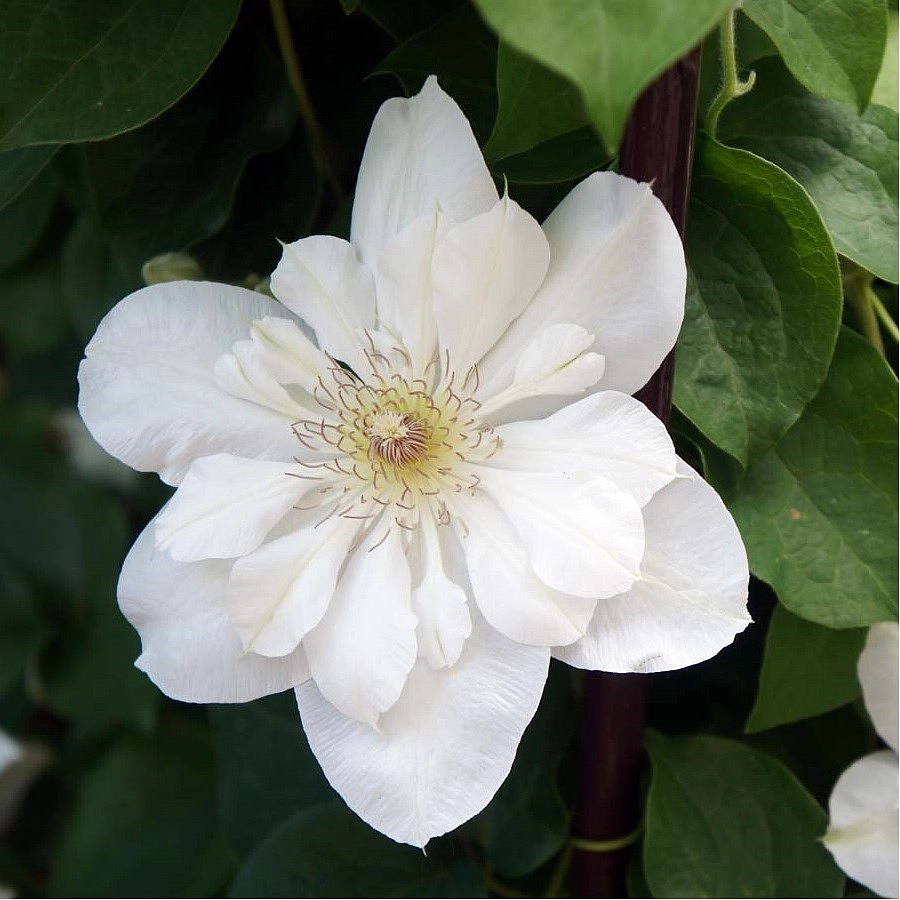 Клематис 'Ежи Попелушко'