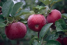 Яблоня домашняя 'Макинтош'