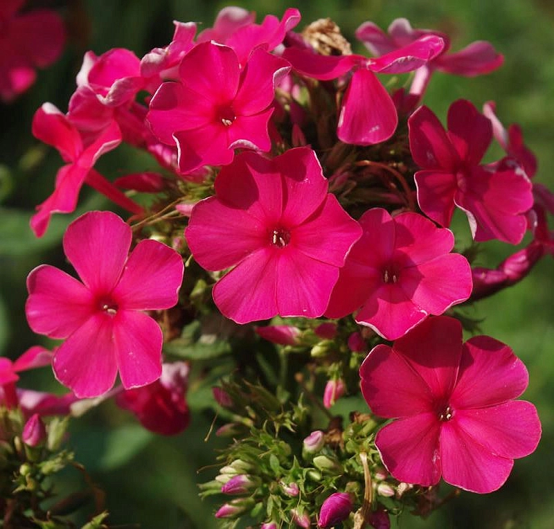 Флокс метельчатый 'Тенор'