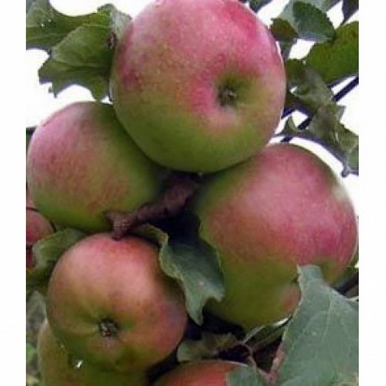 Яблоня колоновидная 'Память Блынского'