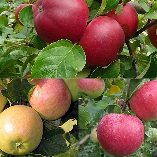 Яблоня домашняя 'Мелба/Медуница/Белый Налив' (тройная прививка)