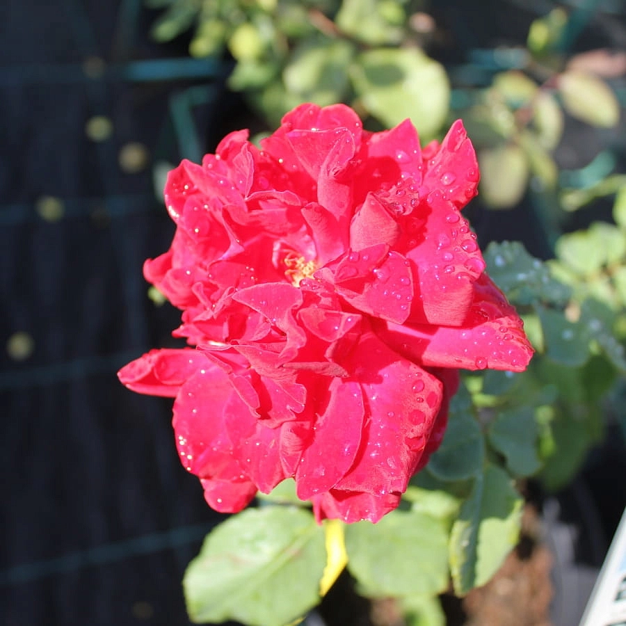 Роза Черри Бренди (Cherry Brandy)