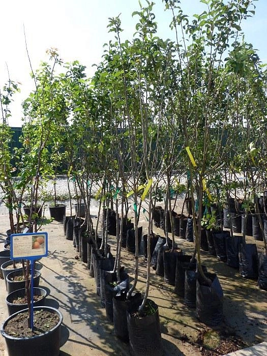 Яблоня домашняя 'Мельба' 