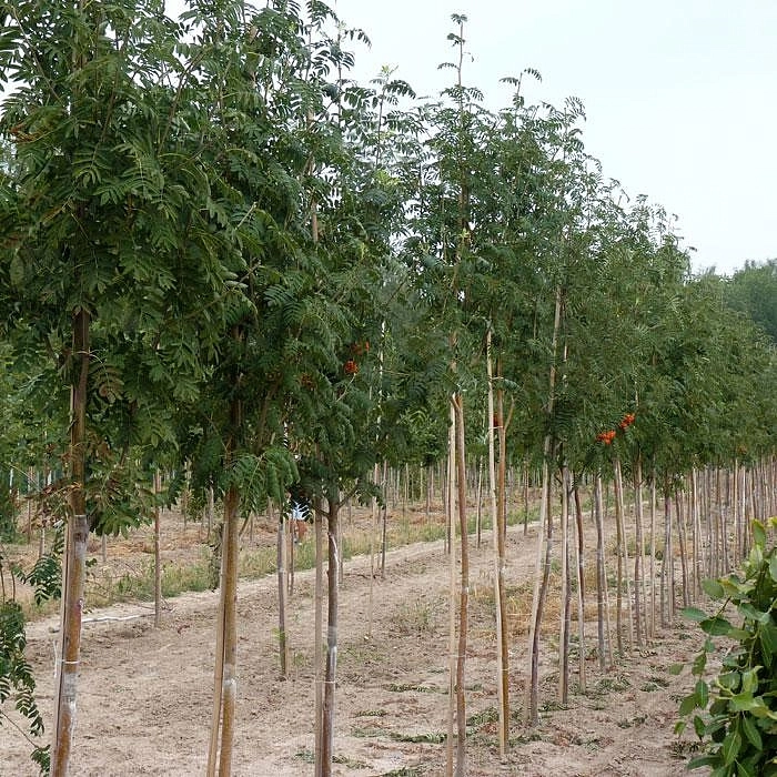 Рябина обыкновенная