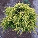 Можжевельник обыкновенный 'Голдшатц'