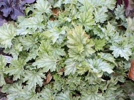 Гейхера гибридная 'Строуберри Кенди'