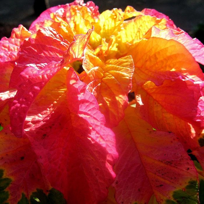 Амарант Трехцветный Еоли Сплендор