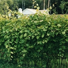 Виноград японский 'Грин Вондер'