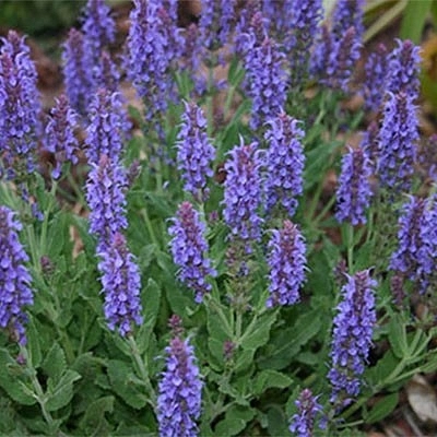 Сальвия луговой (Шалфей) 'Рапсоди ин Блю'