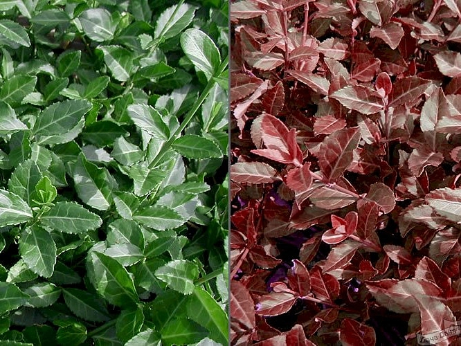 Бересклет Форчуна 'Колоратус'