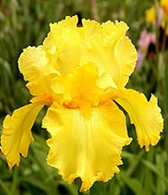 Ирис германский (бородатый) 'Октобер Сан' 