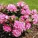 Рододендрон гибридный 'Рокет' (розовый)