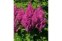 Астильба японская 'Майнз' (малиново-розовая)