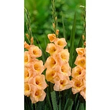 Многолетник Луковица Гладиолус