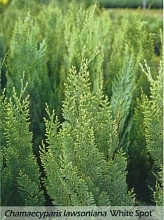 Кипарисовик Лавсона 'Уайт Спот'