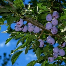 Слива 'Ника'