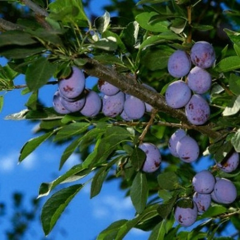 Слива 'Ника'