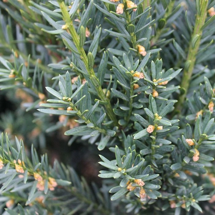 Тис средний 'Хилли'