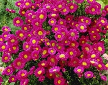 Астра новобельгийская 'Роял Руби' (пурпурно - розовая)