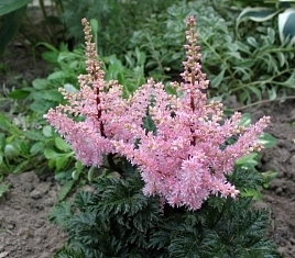 Астильба японская 'Мулин Руж' (розовая)
