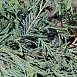 Можжевельник горизонтальный 'Прострата' 