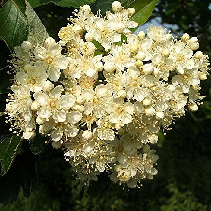 Рябина промежуточная (скандинавская)