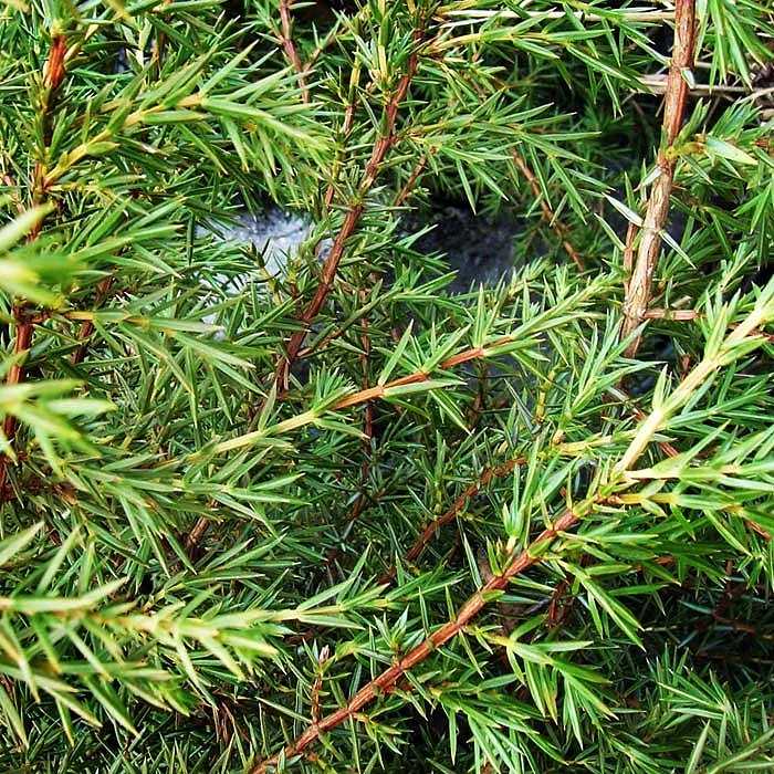 Можжевельник обыкновенный 'Суецика'