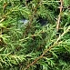 Можжевельник обыкновенный 'Суецика'