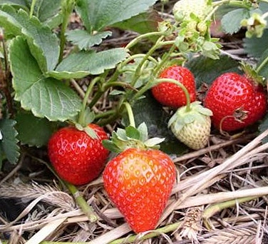 Земляника (клубника) 'Зенит'