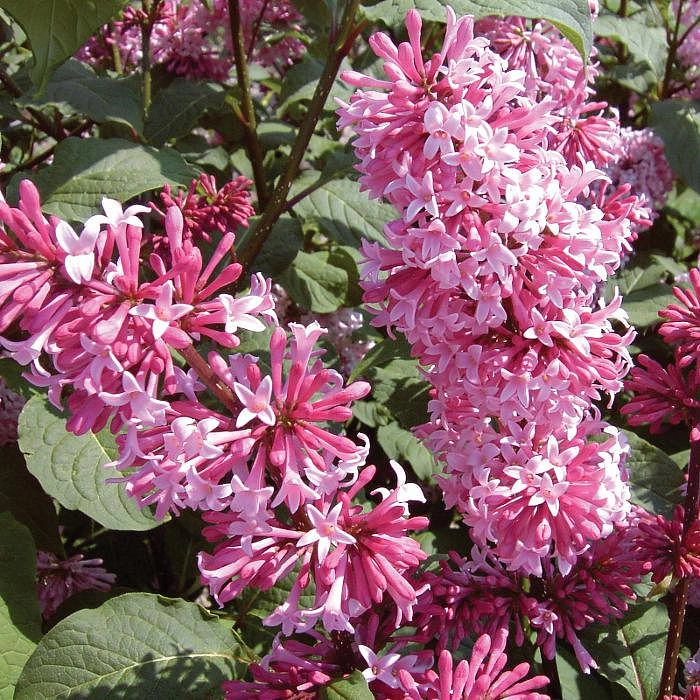 Сирень Престон 'Мисс Канада' (розовая)