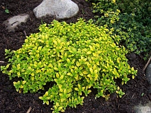 Тимьян лимоннопахнущий