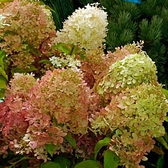 Гортензия метельчатая 'Жемчужина Фестиваля'