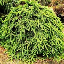 Ель обыкновенная (европейская) 'Форманек'