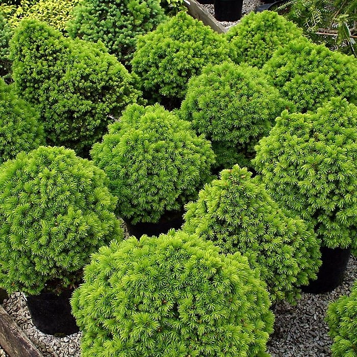 Ель канадская 'Альберта Глоб' Ель канадская 'Альберта Глоб'