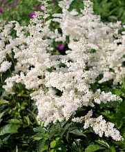 Астильба японская 'Глэдстоун' (белая)