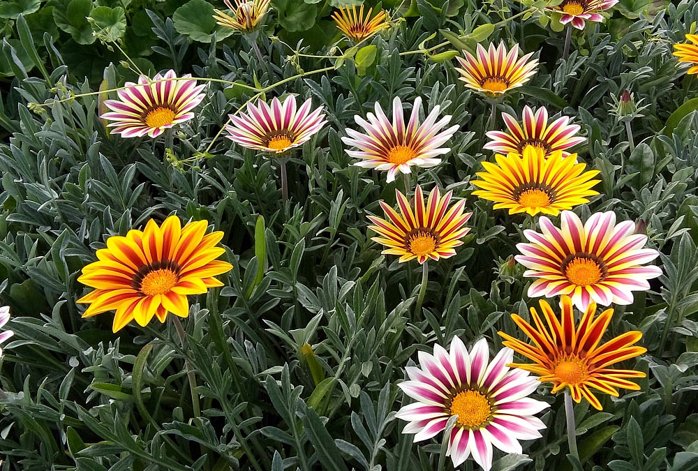 Газания блестящая 'Талент' (серебристый лист, смесь)