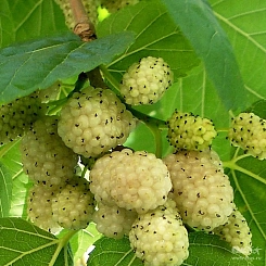 Шелковица белая 'Альба'