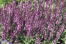 Сальвия дубравная (Шалфей) 'Лирикал Роуз'